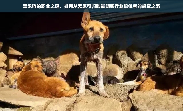 流浪狗的职业之道，如何从无家可归到最赚钱行业佼佼者的蜕变之路