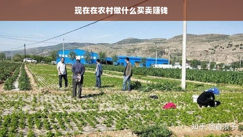 羊小咩便荔卡申请取现详解，一步步操作指南与注意事项