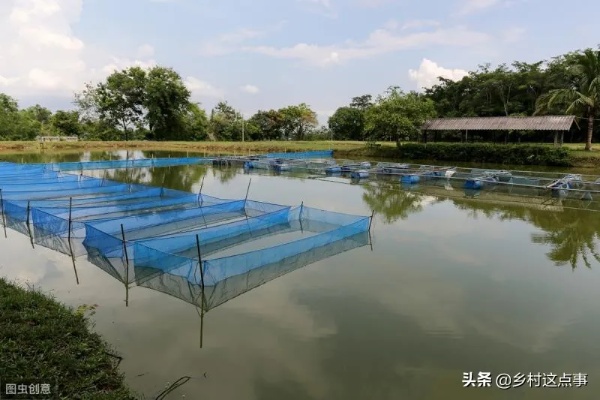 羊小咩便荔卡包额度攻略，如何正确使用与提升额度？