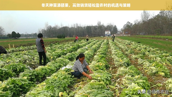 爱格板材，揭秘其品牌定位与市场表现