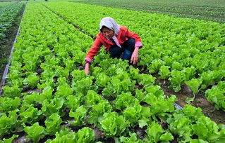 农村兼职种菜业的发展之路，解析高利润菜品种的市场潜力和实践策略