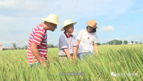 万亩良田上的高效农业经营策略，赚钱新途径探索
