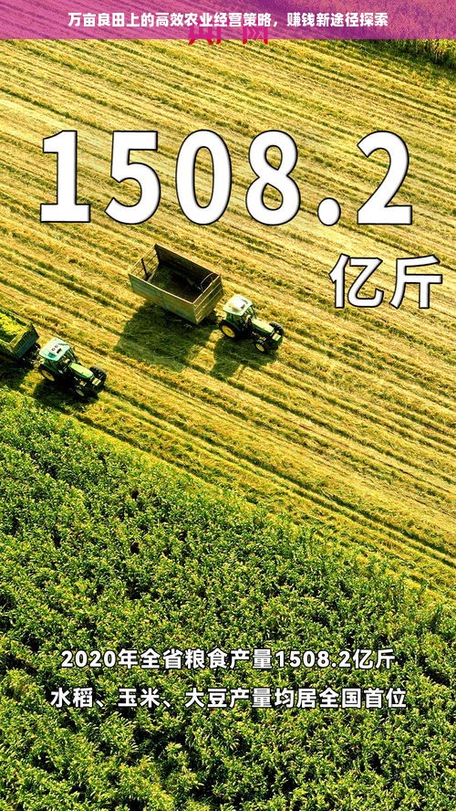 万亩良田上的高效农业经营策略，赚钱新途径探索