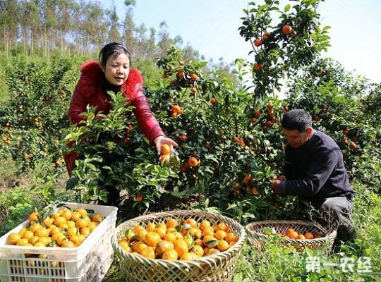 揭秘京东白条，额度如何套，真的不需要额度吗？