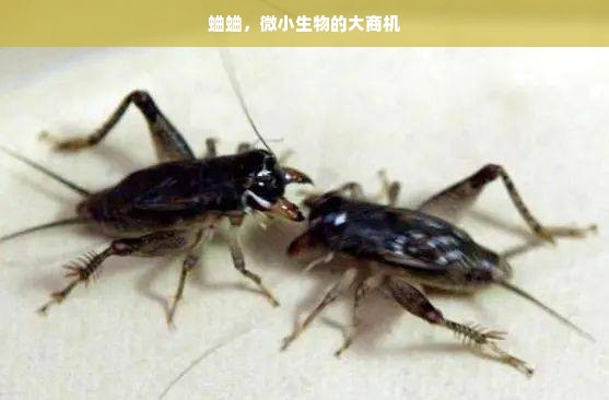 泉州清洁家电品牌，品质与创新的完美结合