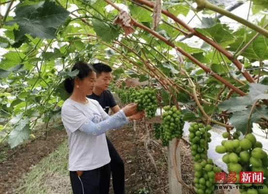 舞阳县农村赚钱新机遇，多元产业助力乡村振兴