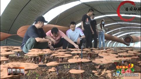 羊小咩便荔卡包额度提取与退额处理全攻略
