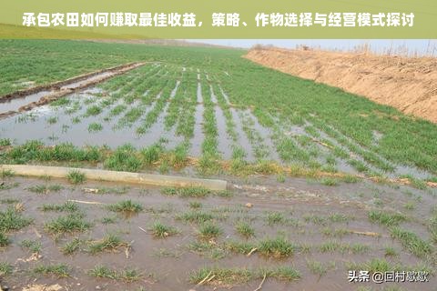 承包农田如何赚取最佳收益，策略、作物选择与经营模式探讨