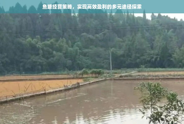 鱼塘经营策略，实现高效盈利的多元途径探索