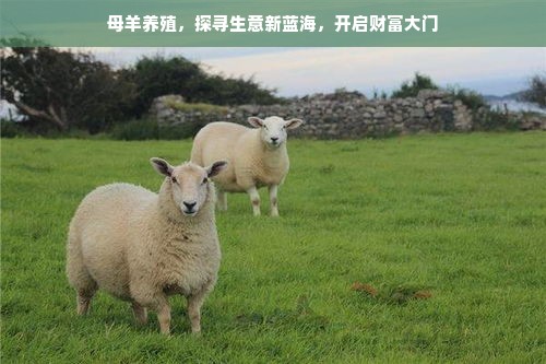 母羊养殖，探寻生意新蓝海，开启财富大门
