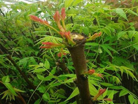 男人创业致富之道，把握商机，挑战赚钱的多个领域