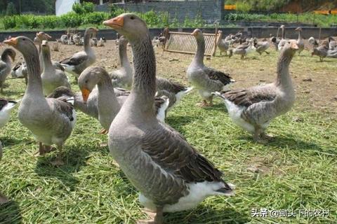 家院子里如何赚钱，创意与执行的完美融合