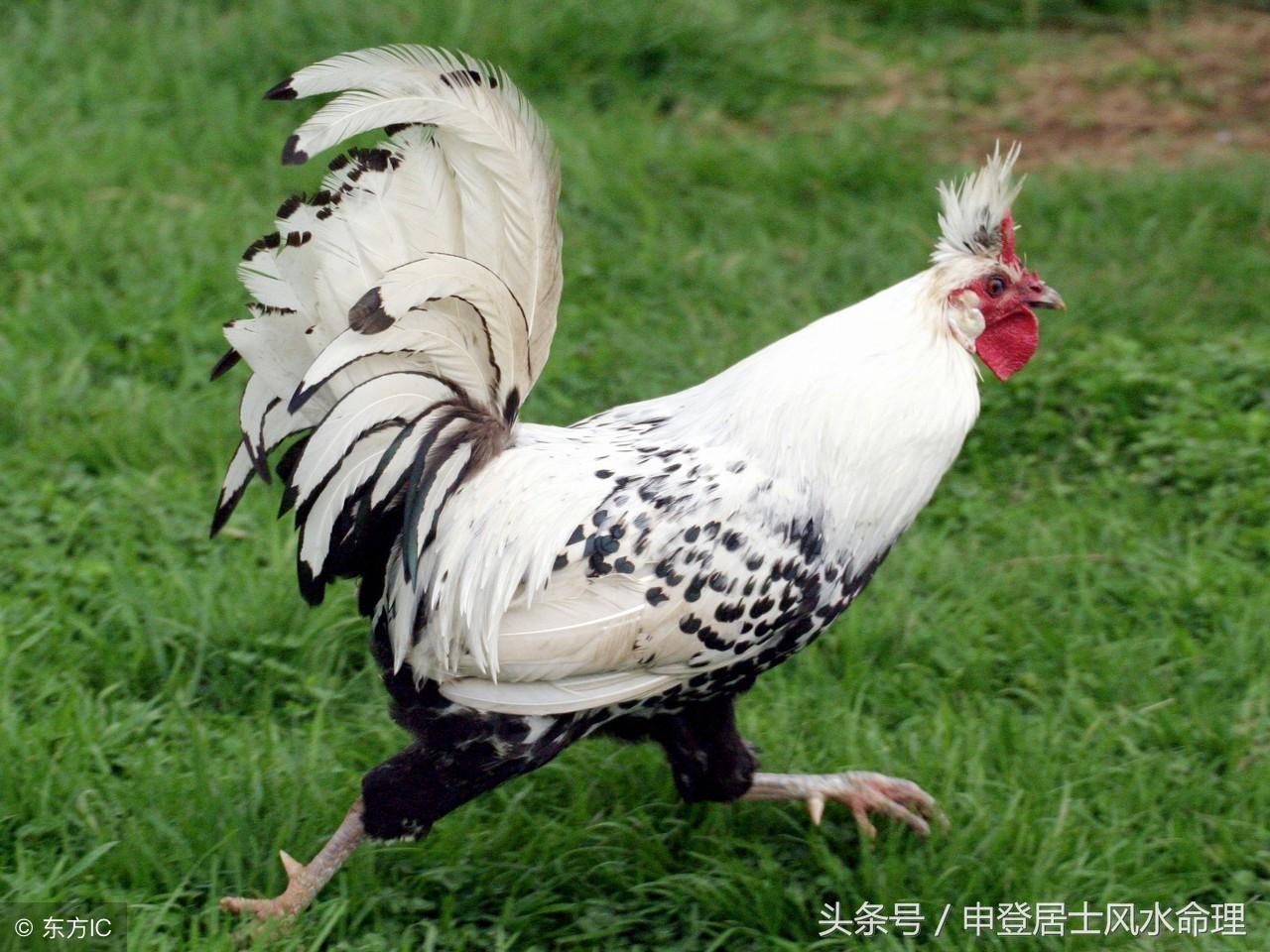 属鸡的做什么行业最赚钱？职业选择与生肖优势探析