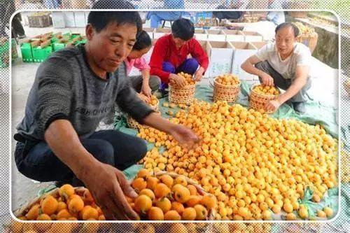 湖北农民创业致富之路，热门生意与赚钱策略