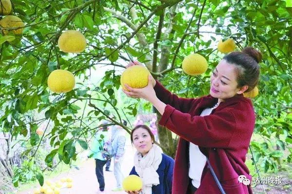 柚子哥的致富之道，多渠道拓展赚钱快