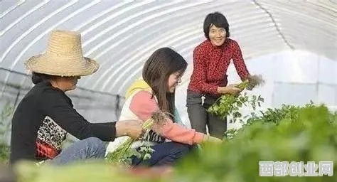 女生在村里如何发掘商机赚钱，多元化创业路径的探索