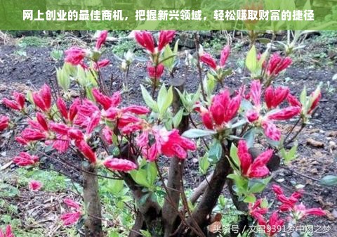 网上创业的最佳商机，把握新兴领域，轻松赚取财富的捷径
