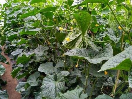 羊小咩便荔卡额度提现及额度券使用攻略—商家篇