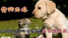当小狗遇见商机，副业赚钱新领域探索
