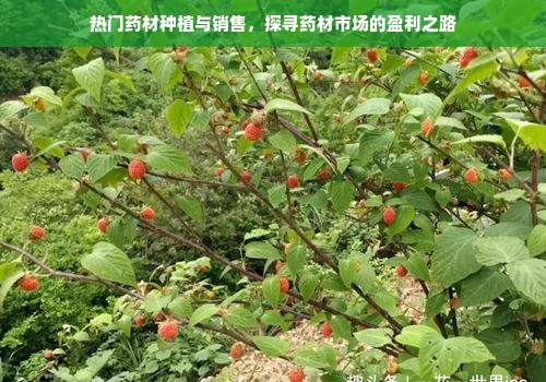 鹿优选先享卡额度提升攻略，如何轻松增加额度？