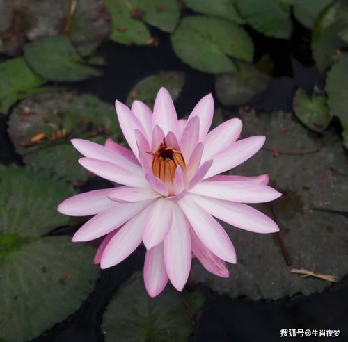 挣钱与人选的个性化超级快节奏，如何通过打造便利又收益客观的午后外卖美食立足市场