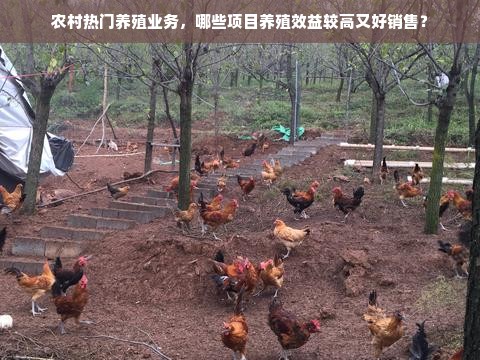 农村热门养殖业务，哪些项目养殖效益较高又好销售？