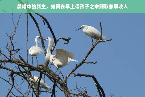 晨曦中的新生，如何在早上带孩子之余赚取兼职收入