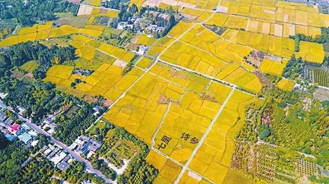 农村人都做什么工作赚钱，多元化职业路径下的乡村经济发展