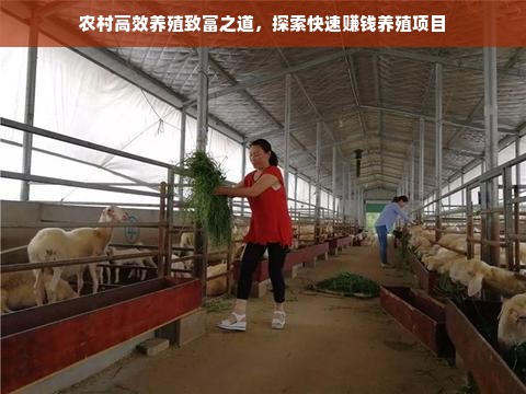 农村高效养殖致富之道，探索快速赚钱养殖项目