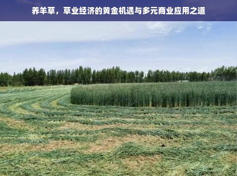羊小咩便荔卡额度提现攻略，提升额度小技巧与实用案例解析