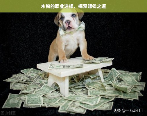 木狗的职业选择，探索赚钱之道