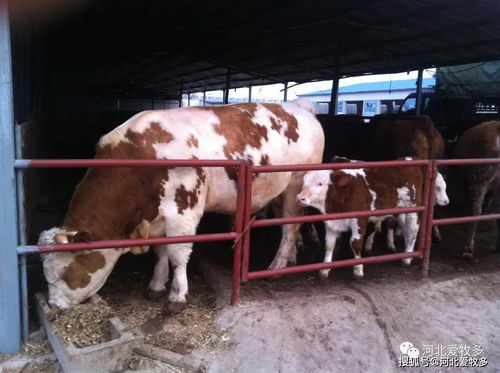京东白条收钱怎样提现？详解步骤与注意事项