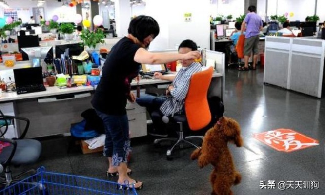 多宠家庭如何巧妙结合业务赚钱，创意工作与宠物产业的融合