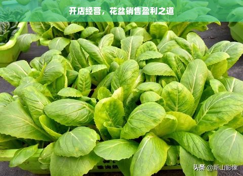 开店经营，花盆销售盈利之道