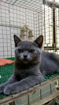 深圳加盟猫舍怎么收费 猫舍 深圳