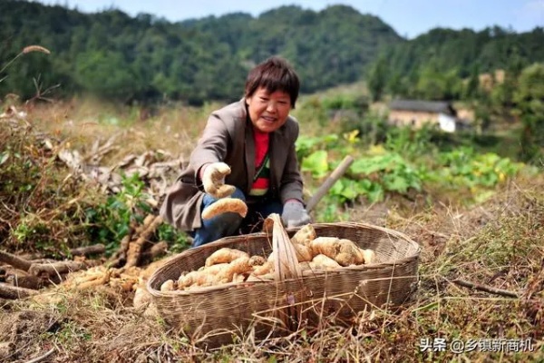 在农村做什么可以找钱赚钱 在农村做什么可以挣钱