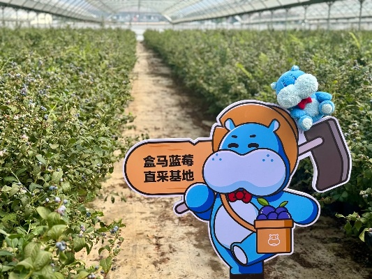 农村盒马加盟怎么样 盒马农业基地