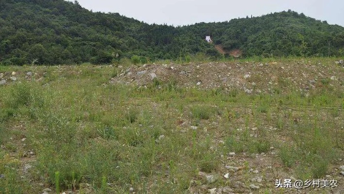 农村买荒山做什么好赚钱 荒山怎么卖