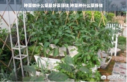 种菜做什么菜最好卖赚钱 种菜种什么菜挣钱