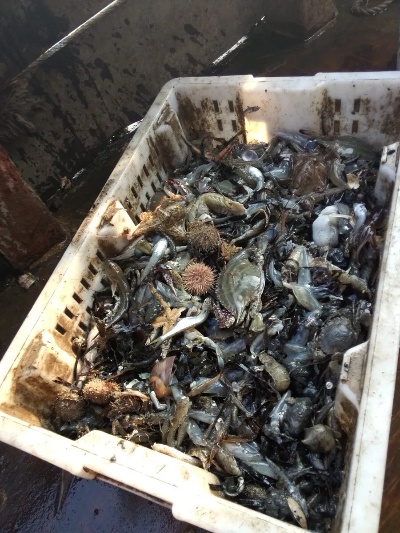 海鲜废料做什么生意好赚钱 海鲜废料做什么生意好赚钱呢