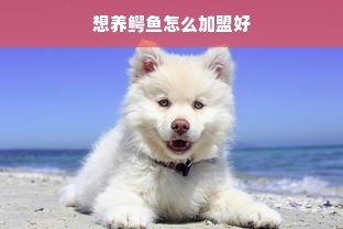 想养鳄鱼怎么加盟好