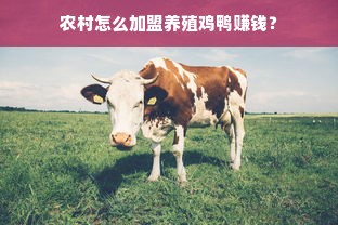 农村怎么加盟养殖鸡鸭赚钱？