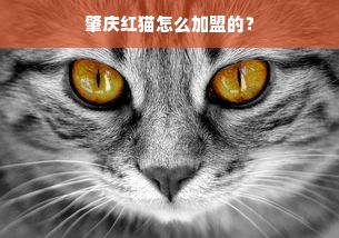 安慕斯母婴品牌，品质与关爱的完美结合