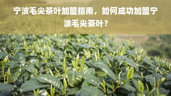 宁波毛尖茶叶加盟指南，如何成功加盟宁波毛尖茶叶？