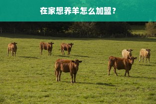 鹿优选额度提现商家指南，如何提前获取鹿优选额度