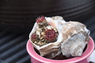 告别皱纹，这些面膜品牌让你重返青春！