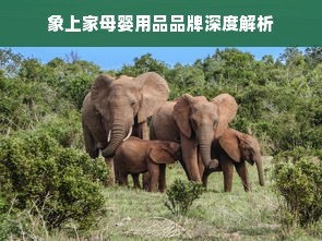 象上家母婴用品品牌深度解析