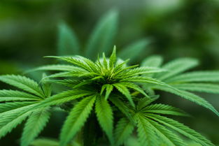 医药品牌大观，深入了解医药行业中的知名品牌