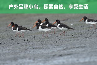 户外品牌小鸟，探索自然，享受生活