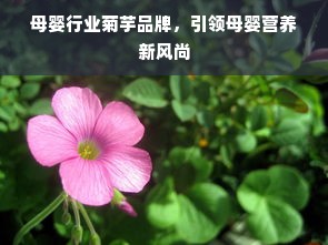 优佳宝贝国际早教加盟，开启您的育儿事业新篇章